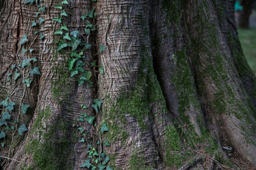 natural background of natural plant texture.