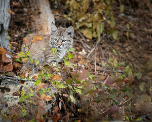 Bobcat Kitten Oakley