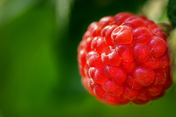 Red raspberries close-up. Raspberries sun. Red berry with green leaves sun. Photo of ripe...