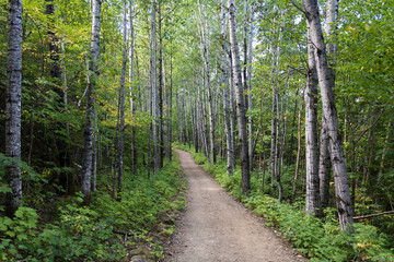 A hike in the woods. A path in a national park in the Charlevoix region of Quebec, Canada.