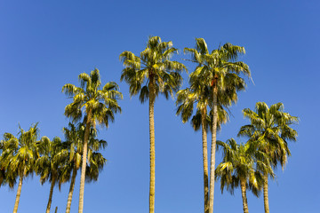 Fototapeta premium Palm trees against a deep blue sky