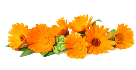 marigold flowers with green leaf isolated on white background. calendula flower.