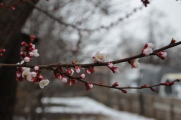 Obraz premium flowering apricot tree in early spring