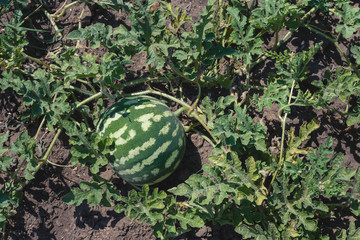 Natural watermelon growing in green field. Agricultural watermelon field..