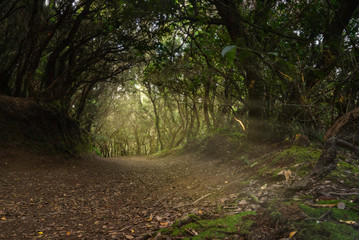 Obraz premium Path of a mysterious forest. In the background the first rays of the morning come out.