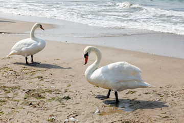 There are two swans