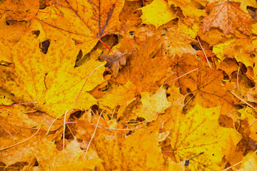 yellow autumn foliage as a picture background