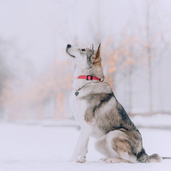 big grey mixed breed dog posing outdoors in winter