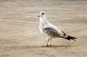 A seagull on pavement.