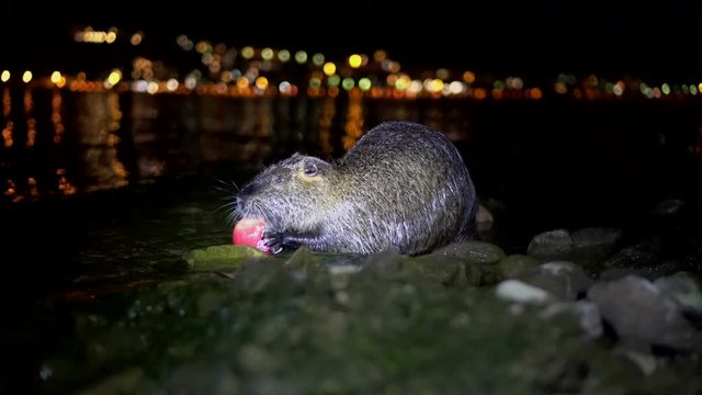 Nutria And Apple. Funny ugly nutria, Myocastor coypus, big rodent, standing water holding in hands apple and eating. nutria eats a red apple at night in the lake lago di garlate Lecco city in italy