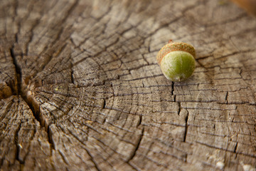 autumn minimalism still life photography soft focus acorn on stump wooden perspective background...