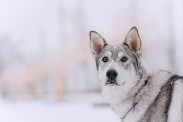 beautiful grey mixed breed dog portrait outdoors in winter
