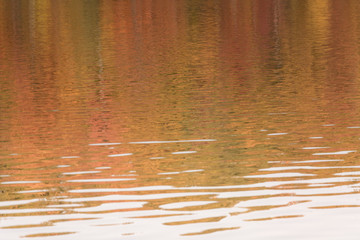 Fall trees reflected in a lake.