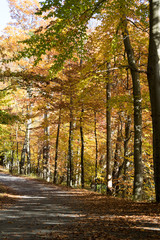 Fall trees in a park