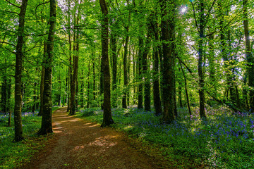 pathway through lush woodland during early spring, dappled light in early morning, with blubells to the side