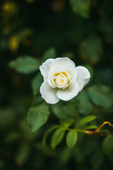  beautiful white rose flowers