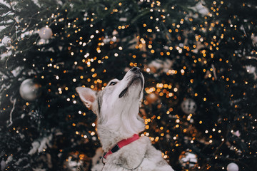 mixed breed dog posing by a christmas tree outdoors