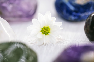 Zen stone with little flower, meditation concept, zen lifestyle.