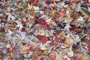 Fall Foliage
