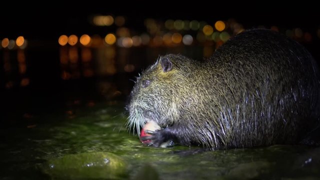 Nutria And Apple. Funny ugly nutria, Myocastor coypus, big rodent, standing water holding in hands apple and eating. nutria eats a red apple at night in the lake lago di garlate Lecco city in italy