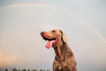 Purebred Weimaraner dog sitting in street. rainbow background
