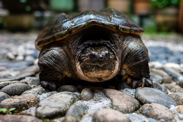 Big turtle on the ground with stones