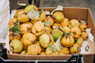  yellow ripe quince in the food market, fruits, tree
