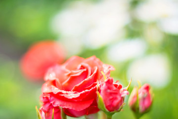 red rose with water drops of dew