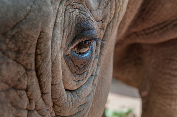 Close up of white rhinoceros eye © Peter Maszlen