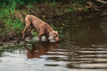 Thoroughbred Weimaraner dog drinking from river in forest