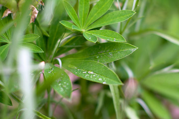water drops on grass