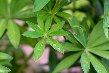 green leaves on background