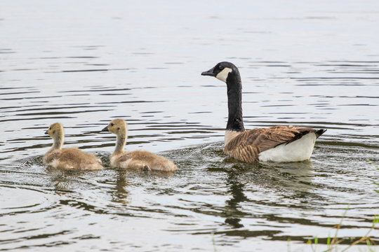 Goose And Goslings In Jacksonville Beach, Florida