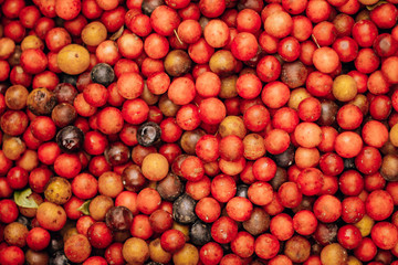 bright yellow-red cherry plum, autumn fruits