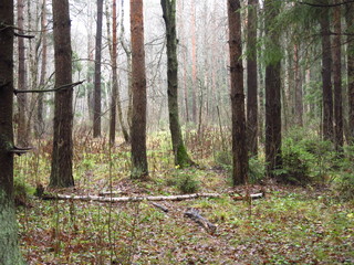 a wet autumn foggy forest with pine and birch trees in front