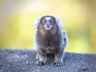 Marmoset monkey from the front on green background