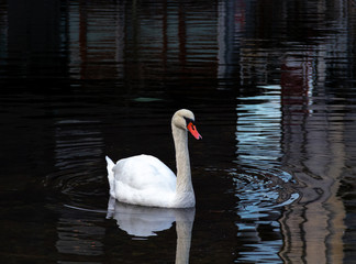 White swan with red beak in black water