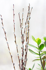 branches of pussy willow isolated on white