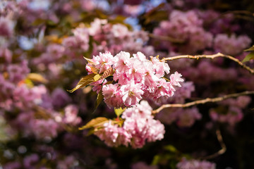 Blooming pink cherry tree branch, photographed with a selective focus and a shallow depth of field, blurred background
