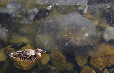 Duck swims in a pond over ice in cold temperatures