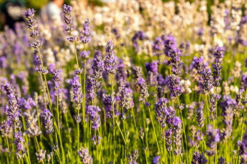 Fototapeta premium Flowering violet lavender in park