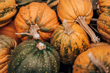  ripe pumpkin at the food market, autumn fruits, orange color