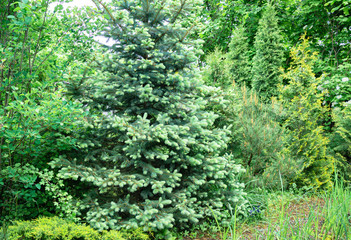 Young bright shoots on branches Blue spruce Picea pungens in landscape ornamental garden. Blue spruce is located with Pinus densiflora Umbraculifera, Thuja occidentalis Aurea and Columna background