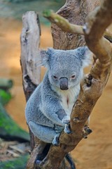 Obraz premium A koala on a gum tree in Australia