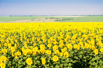 yellow field of oilseed rape