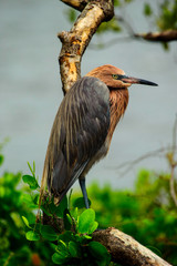 Reddish Egret resting after morning hunting
