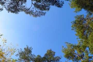View from below through the trees against the blue sky.