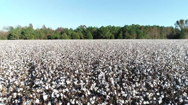 Low Aerial of Cotton Field