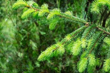 Spruce (Picea abies aurea) branches with new bright growth against blurred greenery plants in ornamental garden. Selective focus. Nature concept for Christmas design