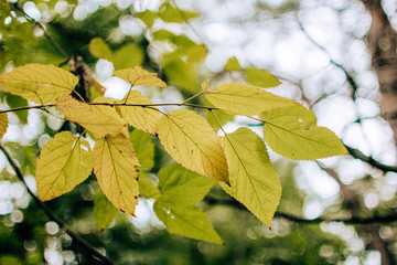  leaves, autumn, trees, macro, foliage, autumn in the park